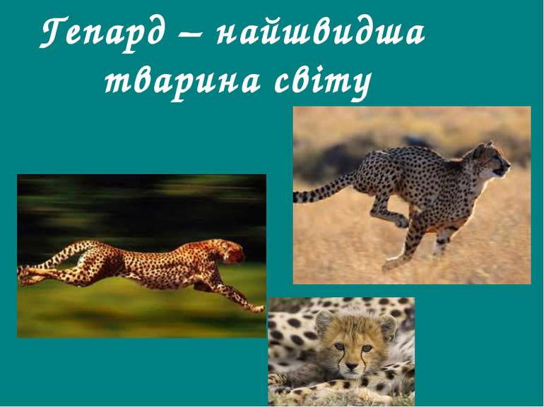 Гепард – найшвидша тварина світу Гришельова Т.І.,учитель географії Запорізько...