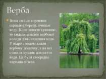 Вона своїми коренями скріплює береги, очищає воду. Коли копали криницю, то ки...