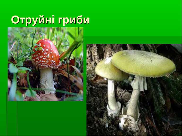Отруйні гриби