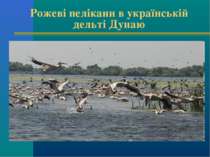 Рожеві пелікани в українській дельті Дунаю