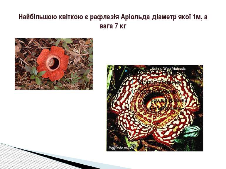 Найбільшою квіткою є рафлезія Аріольда діаметр якої 1м, а вага 7 кг