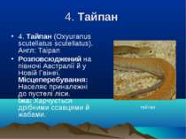 4. Тайпан 4. Тайпан (Oxyuranus scutellatus scutellatus). Англ: Taіpan Розповс...