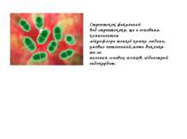 Стрептокок фекальний- вид стрептокока, що є основним  компонентом мікрофлори ...