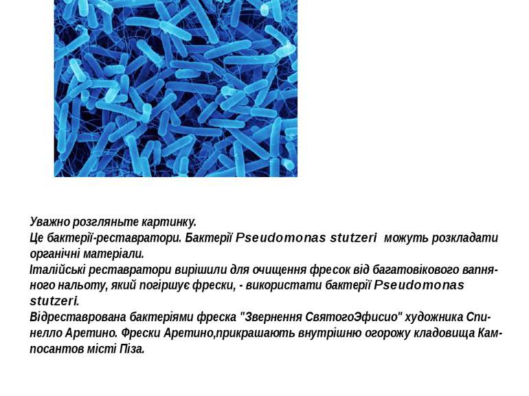 Уважно розгляньте картинку. Це бактерії-реставратори. Бактерії Pseudomonas st...