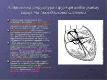 Анатомічна структура і функція водіїв ритму серця та провідникової системи Ро...