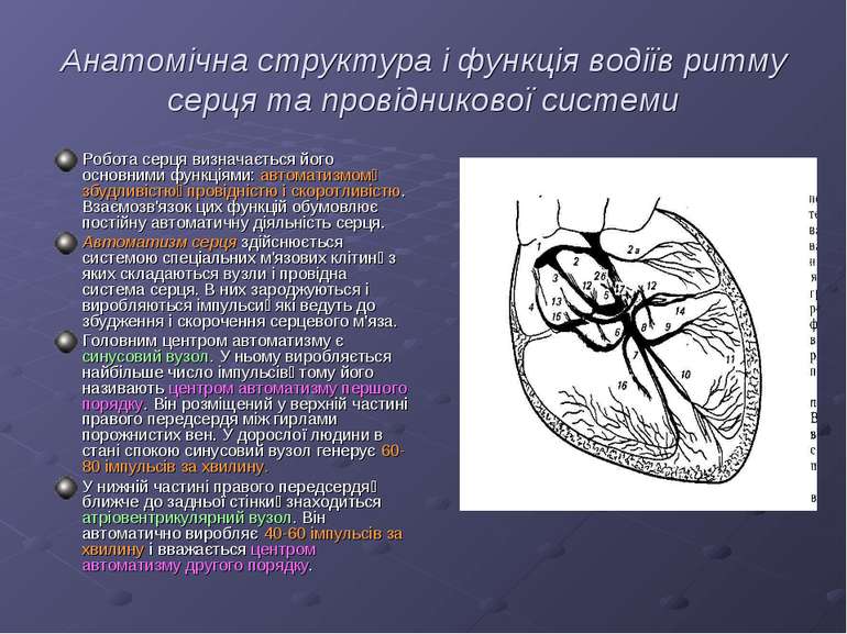 Анатомічна структура і функція водіїв ритму серця та провідникової системи Ро...