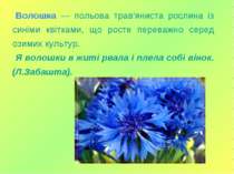Волошка — польова трав'яниста рослина із синіми квітками, що росте переважно ...