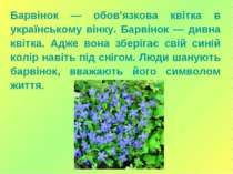 Барвінок — обов'язкова квітка в українському вінку. Барвінок — дивна квітка. ...
