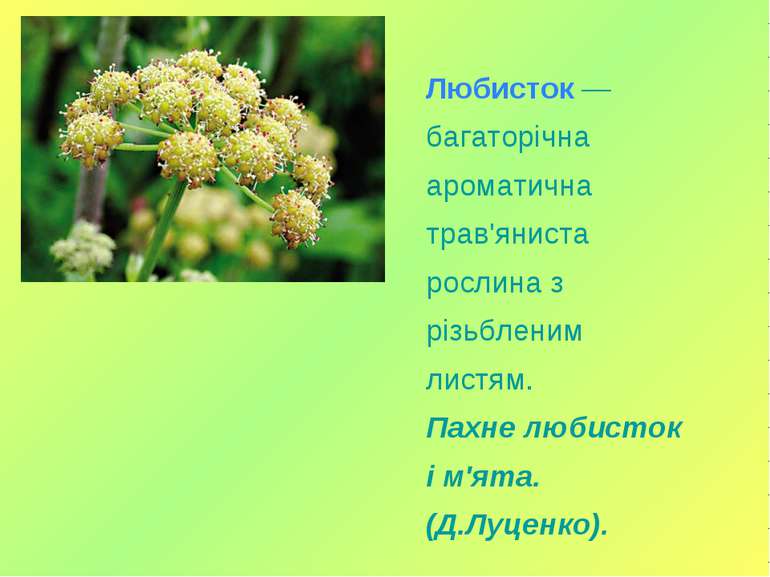 Любисток — багаторічна ароматична трав'яниста рослина з різьбленим листям. Па...