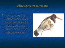 Насидна пляма На черевному боці в насиджуючого птаха утворюється насидна плям...