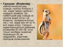 Гризуни (Rodentia) — найчисленніший ряд ссавців, налічує близько 2 тис. видів...