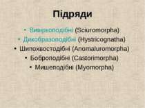 Підряди Вивіркоподібні (Sciuromorpha) Дикобразоподібні (Hystricognatha) Шипох...