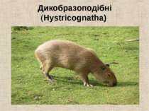 Дикобразоподібні (Hystricognatha)