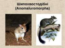 Шипохвостодібні (Anomaluromorpha)