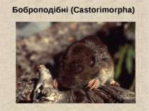 Боброподібні (Castorimorpha)