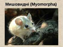 Мишовидні (Myomorpha)