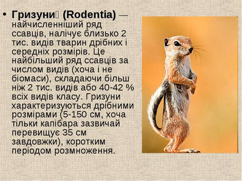 Гризуни (Rodentia) — найчисленніший ряд ссавців, налічує близько 2 тис. видів...