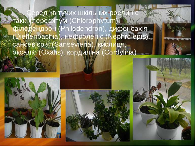 Серед квітучих шкільних рослин є такі: хлорофітум (Chlorophytum), філодендрон...