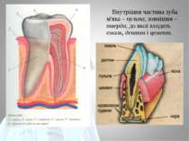 Внутрішня частина зуба м'яка – пульпа, зовнішня – тверда, до якої входять ема...