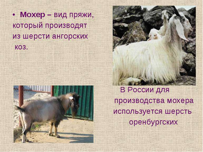 Мохер – вид пряжи, который производят из шерсти ангорских коз. В России для п...