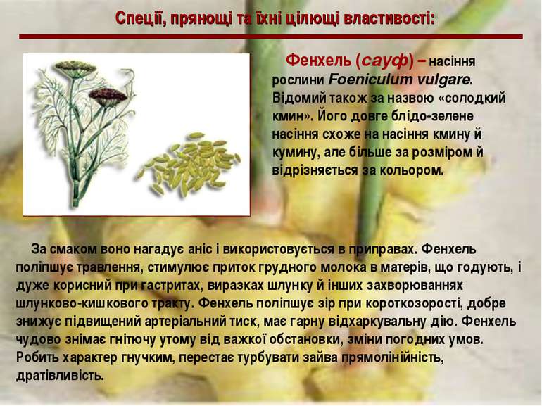 Спеції, прянощі та їхні цілющі властивості: Фенхель (сауф) – насіння рослини ...