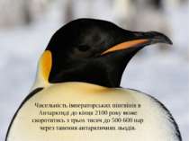 Чисельність імператорських пінгвінів в Антарктиді до кінця 2100 року може ско...