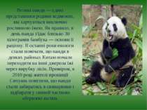 Великі панди — єдині представники родини ведмежих, які харчуються виключно ро...