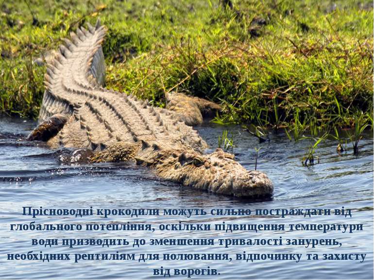 Прісноводні крокодили можуть сильно постраждати від глобального потепління, о...