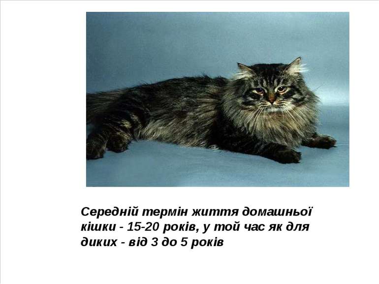 Середній термін життя домашньої кішки - 15-20 років, у той час як для диких -...
