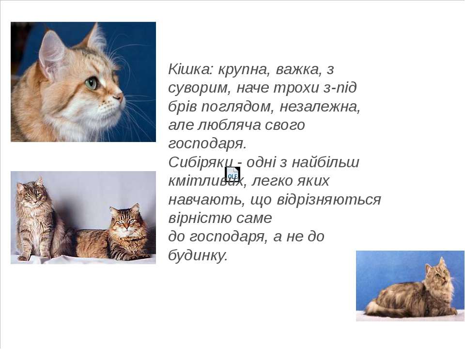 Проект про кошку 1 класс окружающий мир. Презентация про котов. Презентация про кошек. Кот для презентации. Сообщение о кошке.