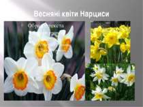 Весняні квіти Нарциси