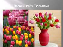 Весняні квіти Тюльпани