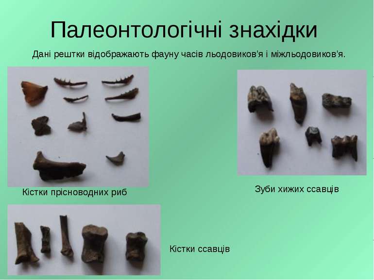 Палеонтологічні знахідки Зуби хижих ссавців Кістки прісноводних риб Кістки сс...