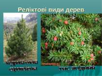 Реліктові види дерев