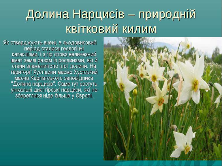Долина Нарцисів – природній квітковий килим Як стверджують вчені, в льодовико...