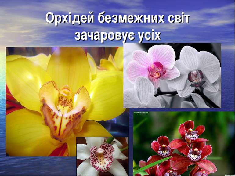 Орхідей безмежних світ зачаровує усіх