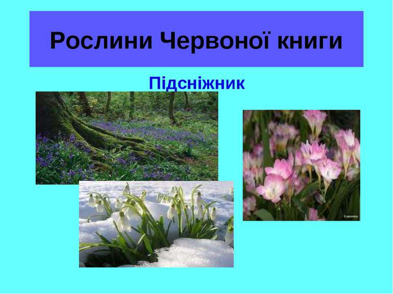 Рослини Червоної книги Підсніжник