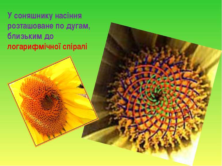 У соняшнику насіння розташоване по дугам, близьким до логарифмічної спіралі