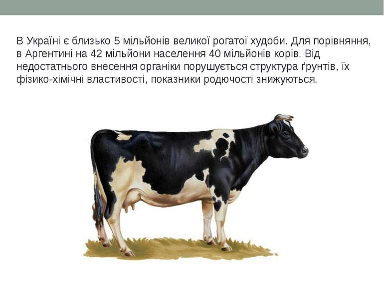 В Україні є близько 5 мільйонів великої рогатої худоби. Для порівняння, в Арг...