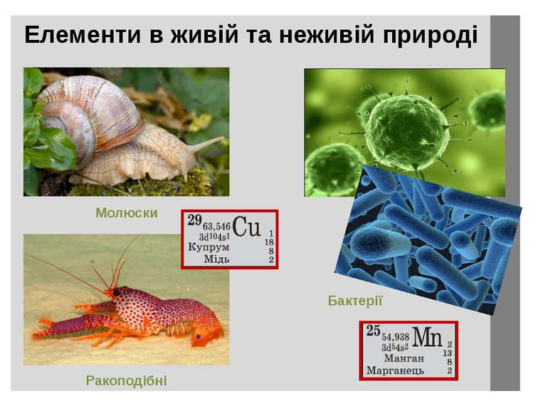 Елементи в живій та неживій природі Молюски Ракоподібні Бактерії