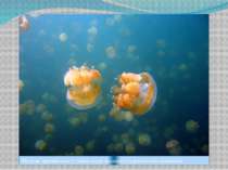 Медузи тримаються у товщі води завдяки студентистим тканинам
