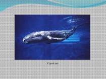 Сірий кит