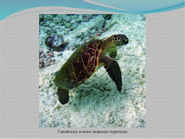 Гавайська зелена морська черепаха