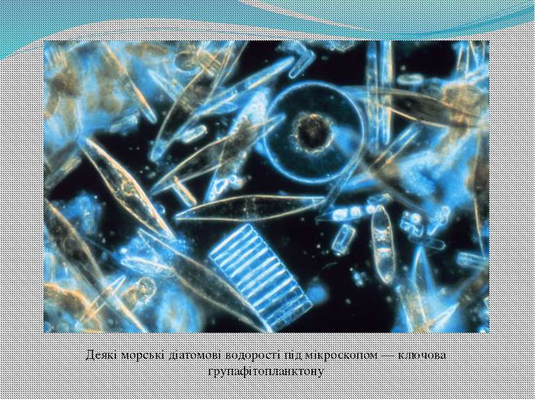 Деякі морські діатомові водорості під мікроскопом — ключова групафітопланктону