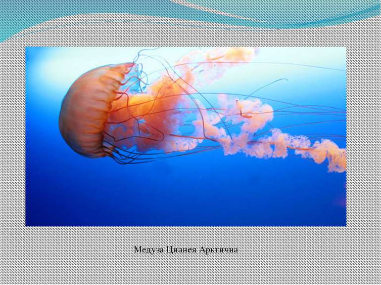 Медуза Цианея Арктична