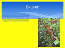 Вишня — символ світового дерева, життя; символ України, рідної землі; матері;...