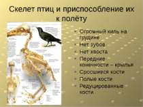 Скелет птиц и приспособление их к полёту Огромный киль на грудине Нет зубов Н...