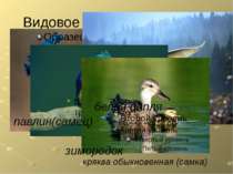 Видовое разнообразие птиц белая цапля павлин(самец) кряква обыкновенная (самк...