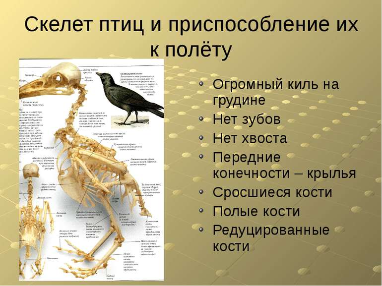 Скелет птиц и приспособление их к полёту Огромный киль на грудине Нет зубов Н...