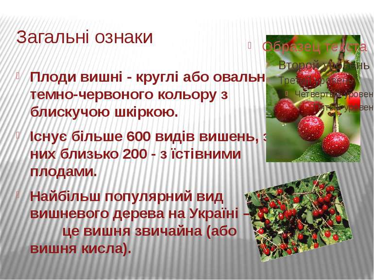 Загальні ознаки Плоди вишні - круглі або овальні темно-червоного кольору з бл...